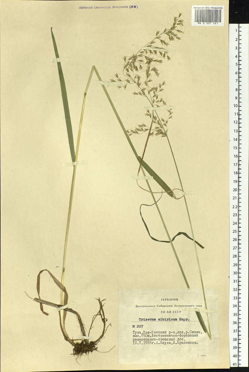 Sibirotrisetum sibiricum (Rupr.) Barberá, Сибирь, Алтай и Саяны (S2) (Россия)