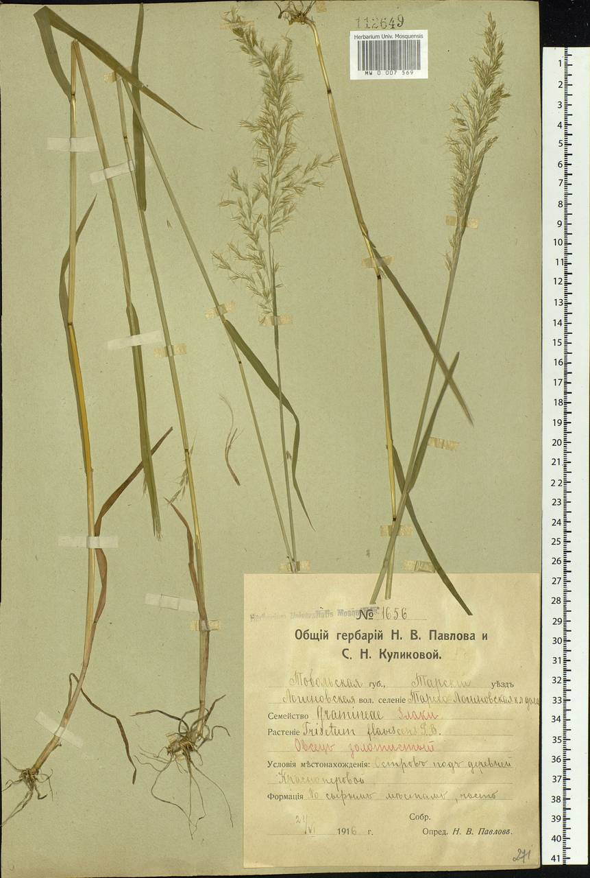 Sibirotrisetum sibiricum (Rupr.) Barberá, Сибирь, Западная Сибирь (S1) (Россия)
