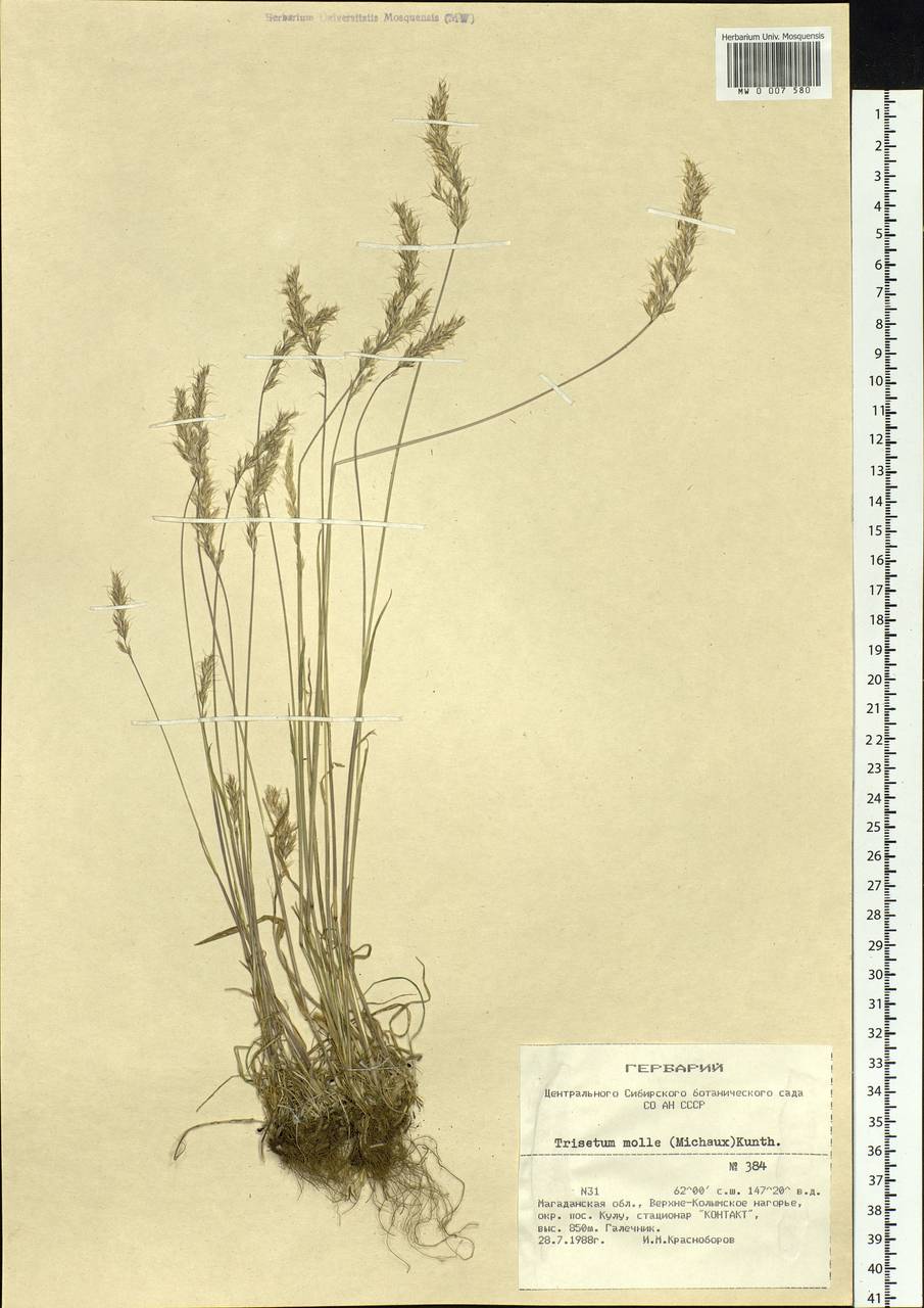 Koeleria spicata subsp. spicata, Сибирь, Чукотка и Камчатка (S7) (Россия)