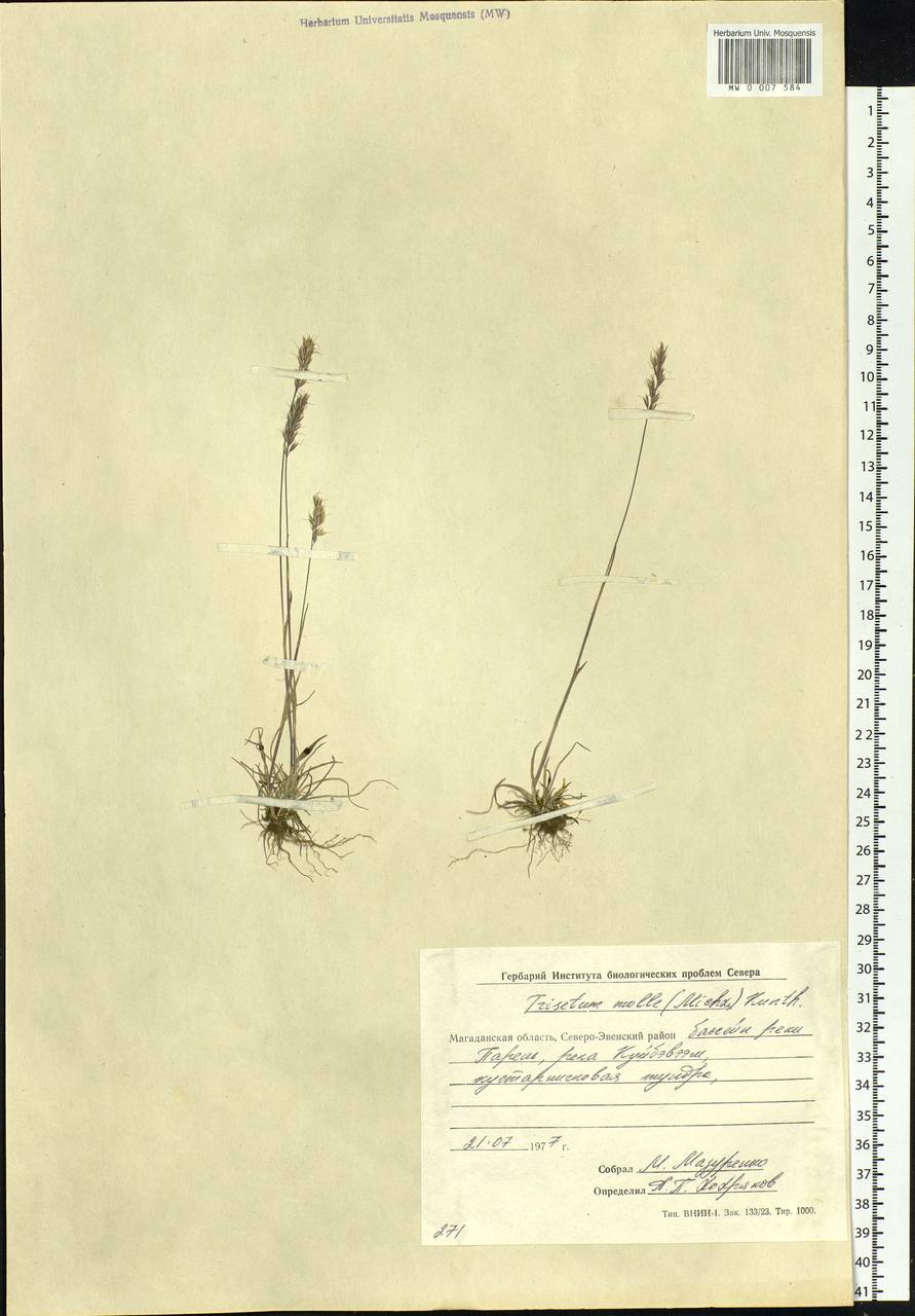 Koeleria spicata subsp. spicata, Сибирь, Чукотка и Камчатка (S7) (Россия)