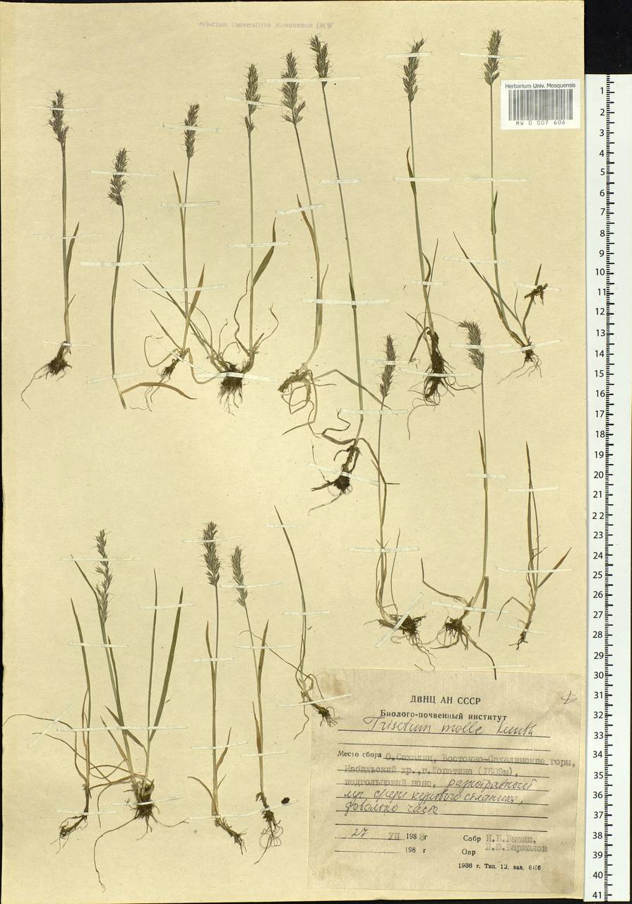 Koeleria spicata subsp. spicata, Сибирь, Дальний Восток (S6) (Россия)