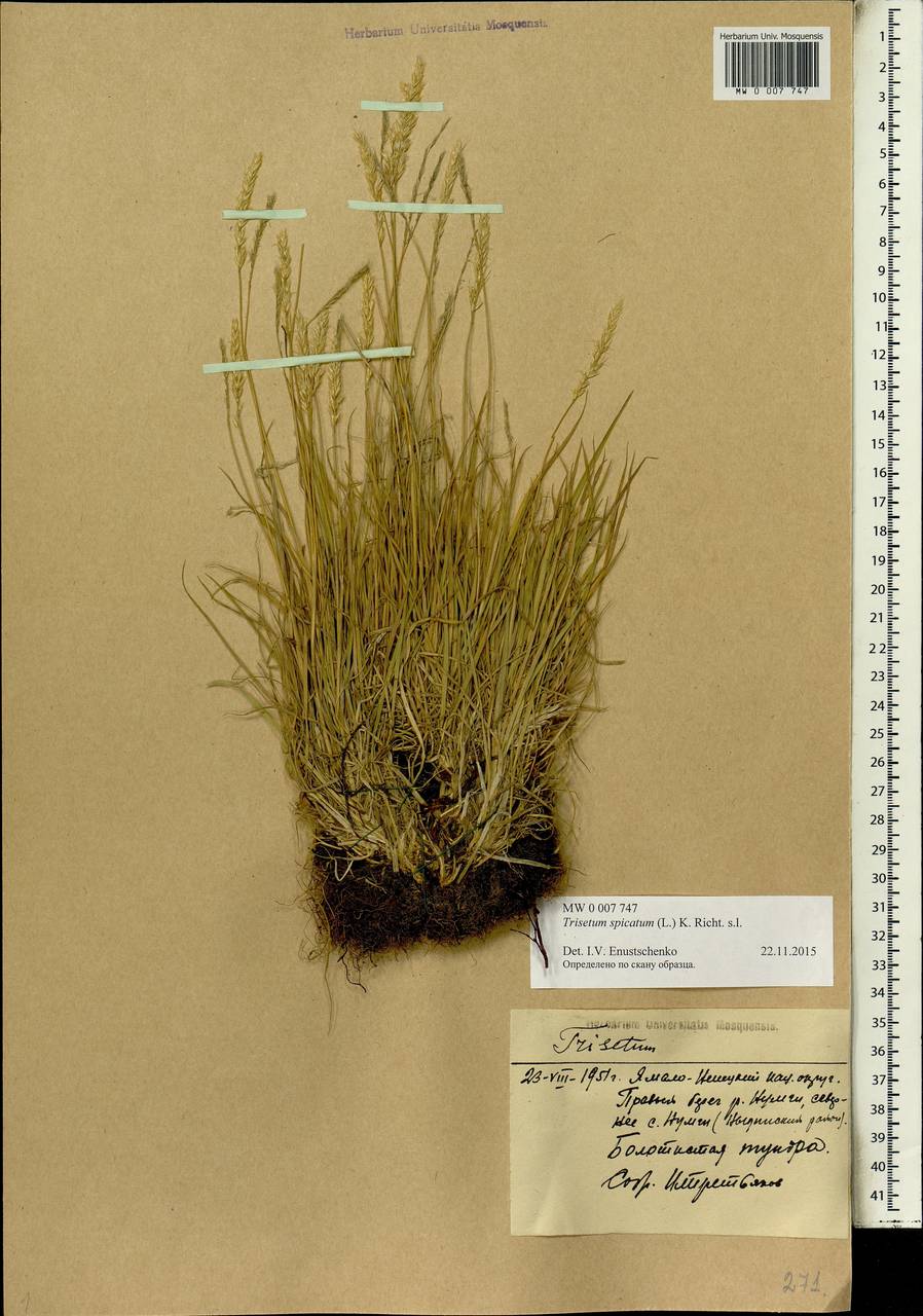 Koeleria spicata (L.) Barberá, Quintanar, Soreng & P.M.Peterson, Сибирь, Западная Сибирь (S1) (Россия)