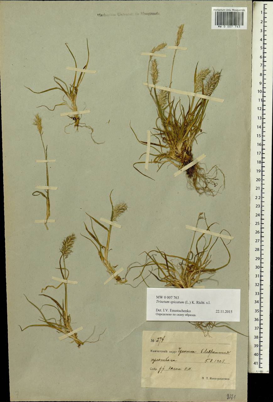 Koeleria spicata (L.) Barberá, Quintanar, Soreng & P.M.Peterson, Сибирь, Чукотка и Камчатка (S7) (Россия)