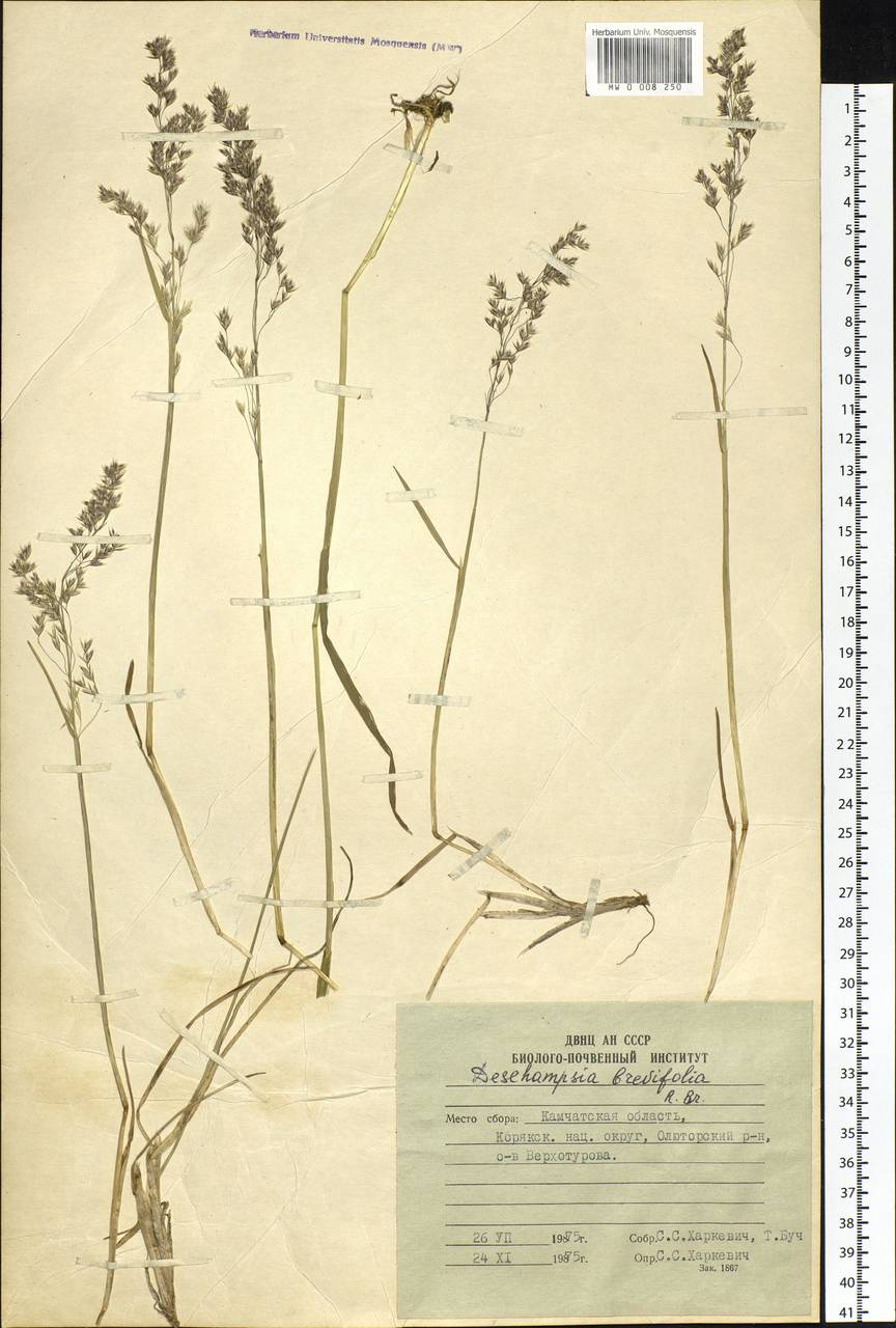 Deschampsia cespitosa subsp. septentrionalis Chiapella, Сибирь, Чукотка и Камчатка (S7) (Россия)