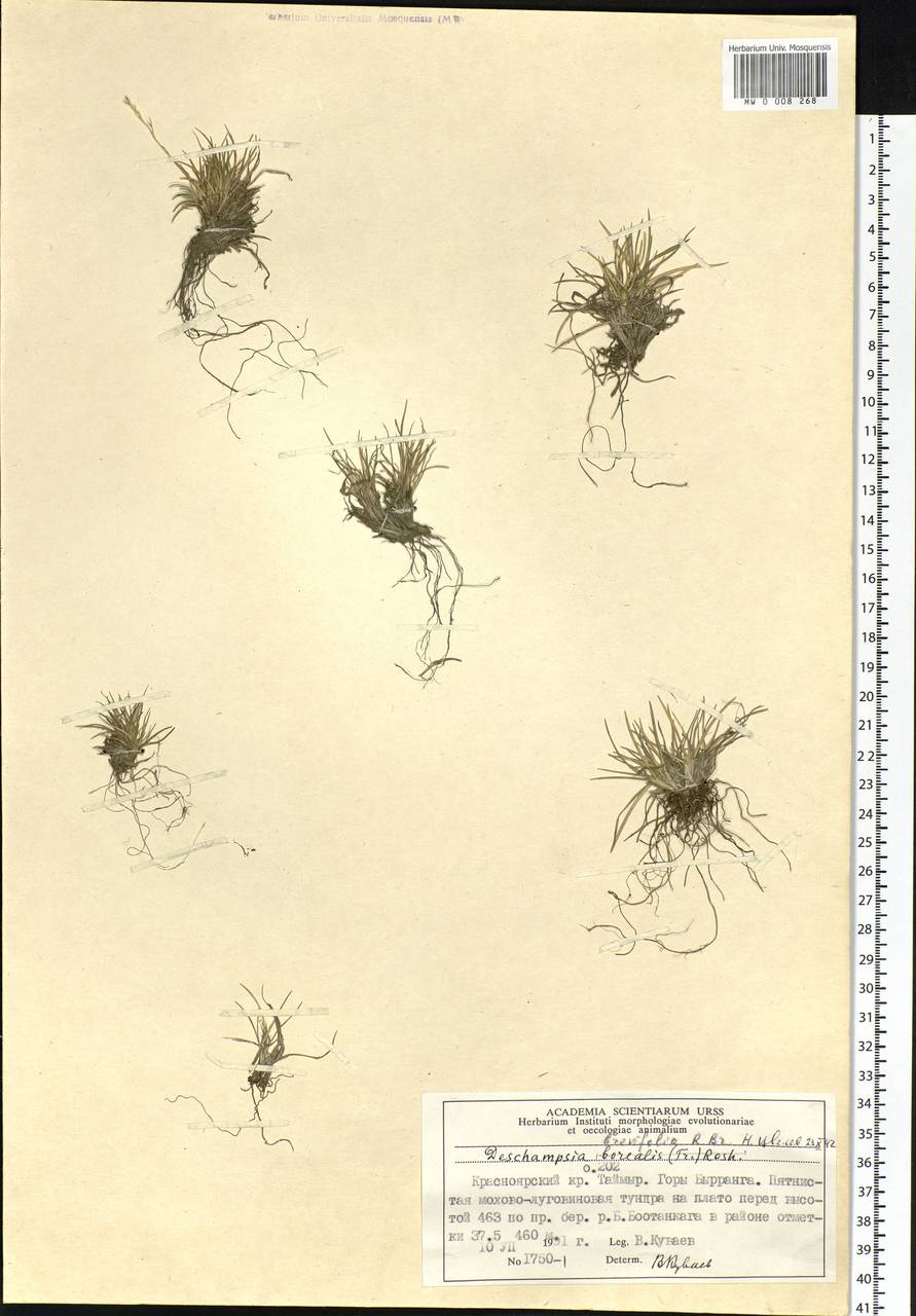 Deschampsia cespitosa subsp. septentrionalis Chiapella, Сибирь, Центральная Сибирь (S3) (Россия)