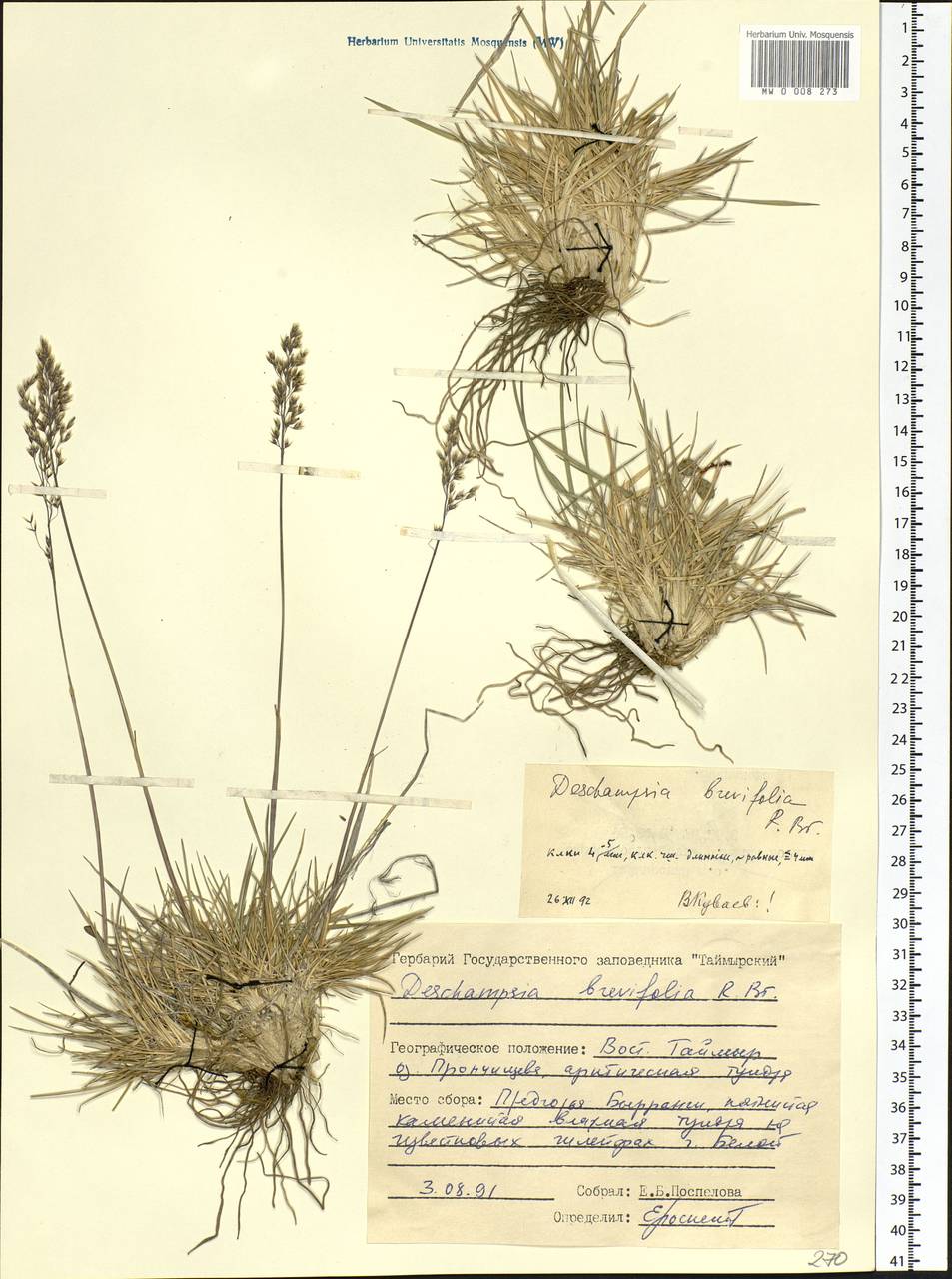 Deschampsia cespitosa subsp. septentrionalis Chiapella, Сибирь, Центральная Сибирь (S3) (Россия)