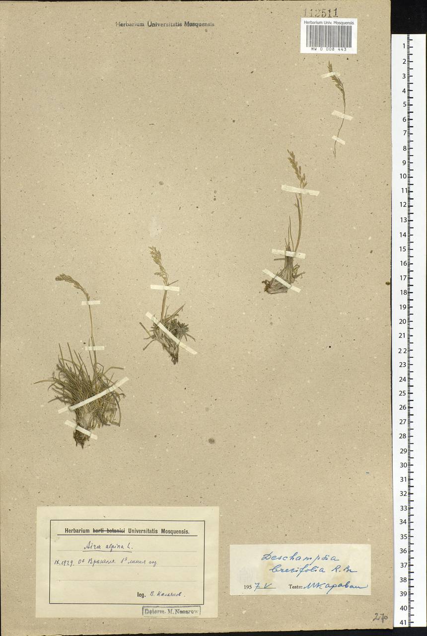 Deschampsia cespitosa subsp. septentrionalis Chiapella, Сибирь, Чукотка и Камчатка (S7) (Россия)