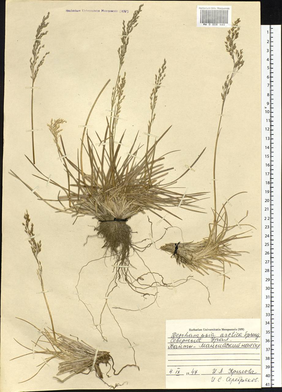 Deschampsia cespitosa subsp. septentrionalis Chiapella, Сибирь, Западная Сибирь (S1) (Россия)