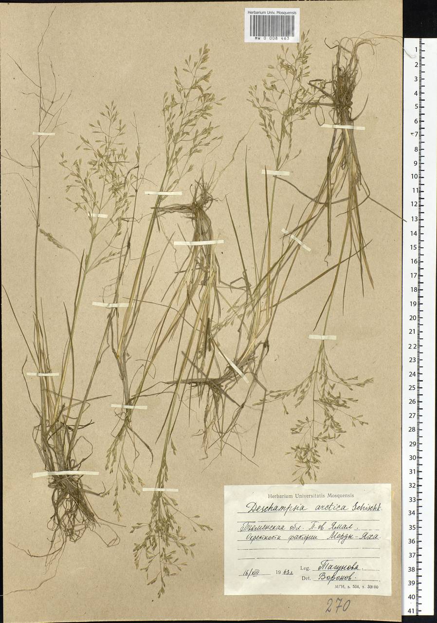 Deschampsia cespitosa subsp. septentrionalis Chiapella, Сибирь, Западная Сибирь (S1) (Россия)