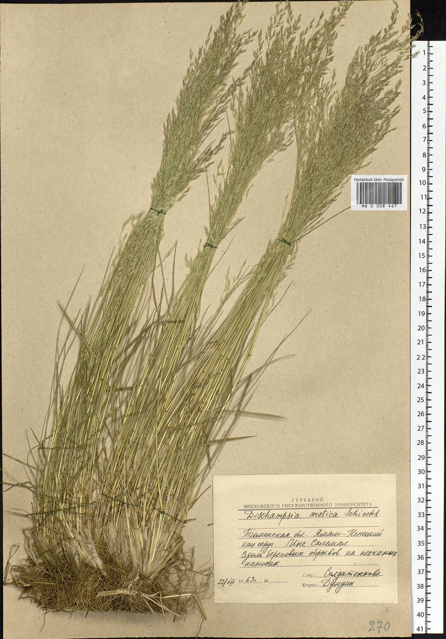 Deschampsia cespitosa subsp. septentrionalis Chiapella, Сибирь, Западная Сибирь (S1) (Россия)