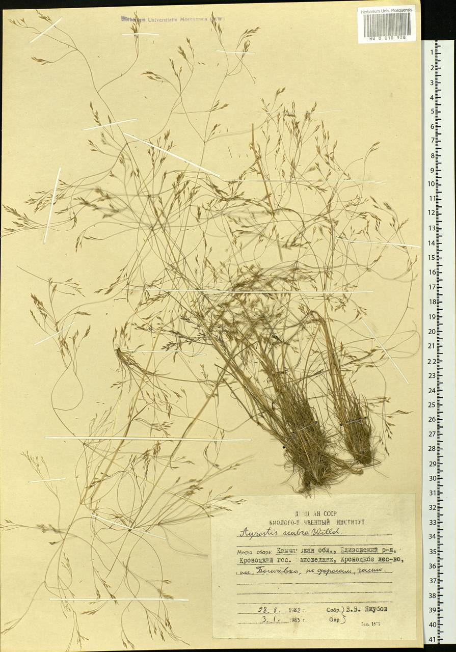 Полевица шероховатая Willd., Сибирь, Чукотка и Камчатка (S7) (Россия)