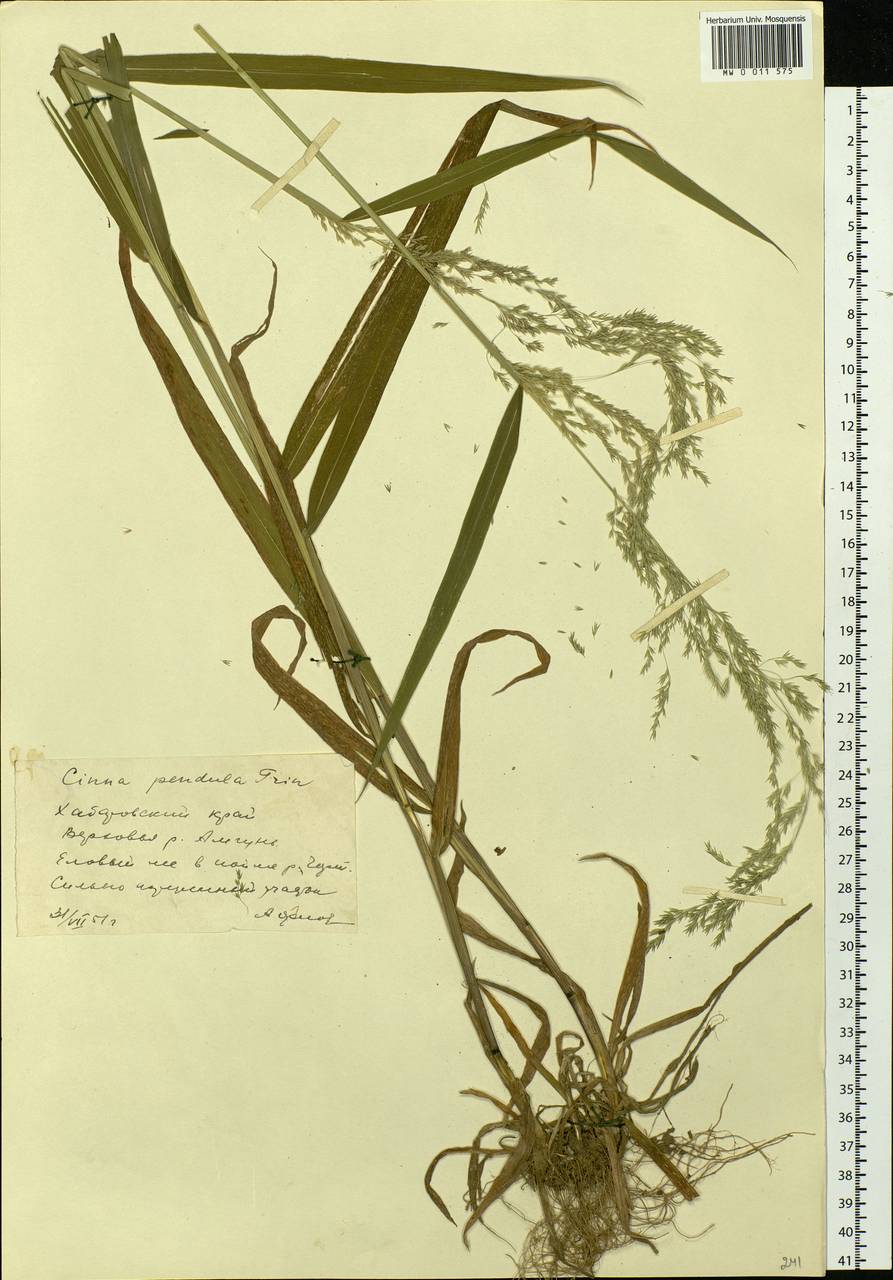 Цинна широколистная (Trevir. ex Göpp.) Griseb., Сибирь, Дальний Восток (S6) (Россия)