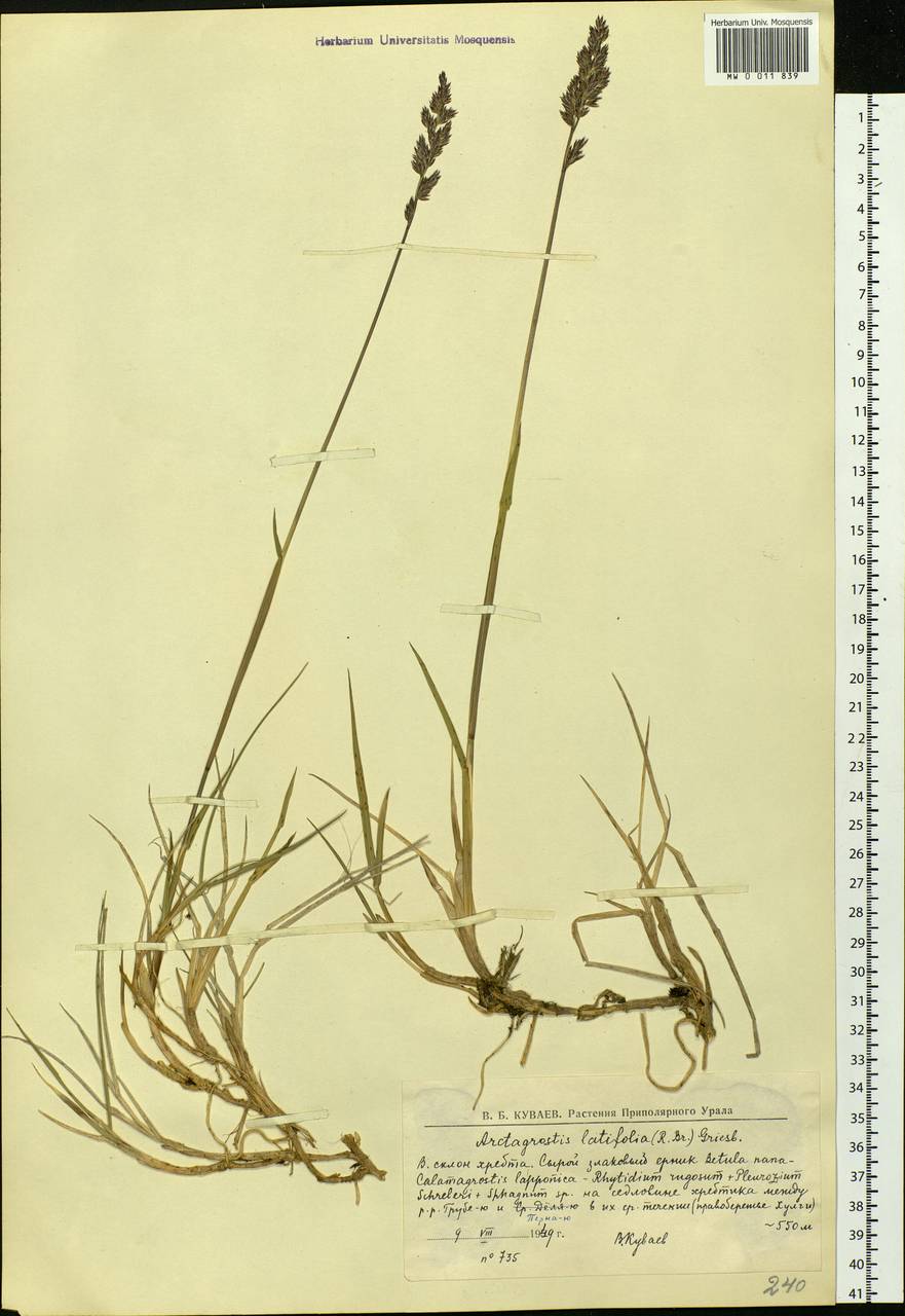 Арктополевица широколистная (R.Br.) Griseb., Сибирь, Западная Сибирь (S1) (Россия)