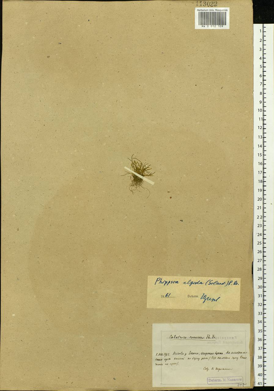 Фиппсия холодолюбивая (Sol.) R.Br., Сибирь, Центральная Сибирь (S3) (Россия)