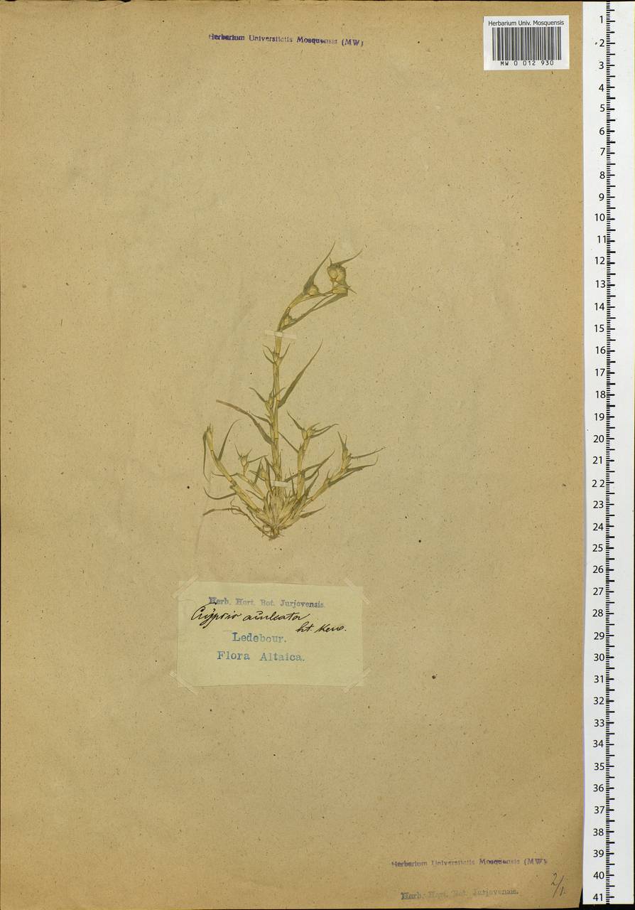 Sporobolus aculeatus (L.) P.M.Peterson, Сибирь, Алтай и Саяны (S2) (Россия)