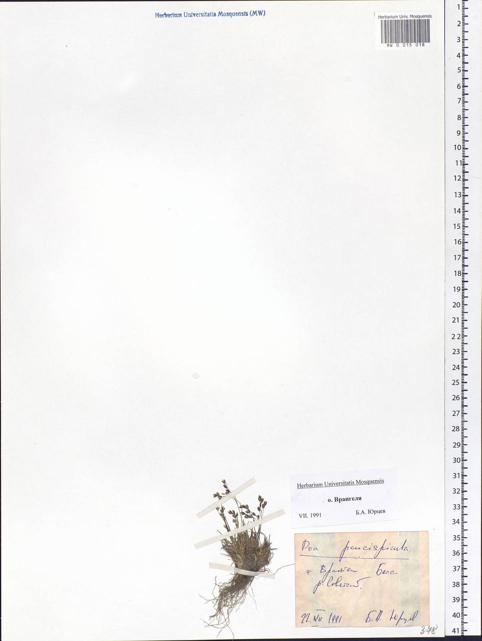 Мятлик немногоколосковый Scribn. & Merr., Сибирь, Чукотка и Камчатка (S7) (Россия)