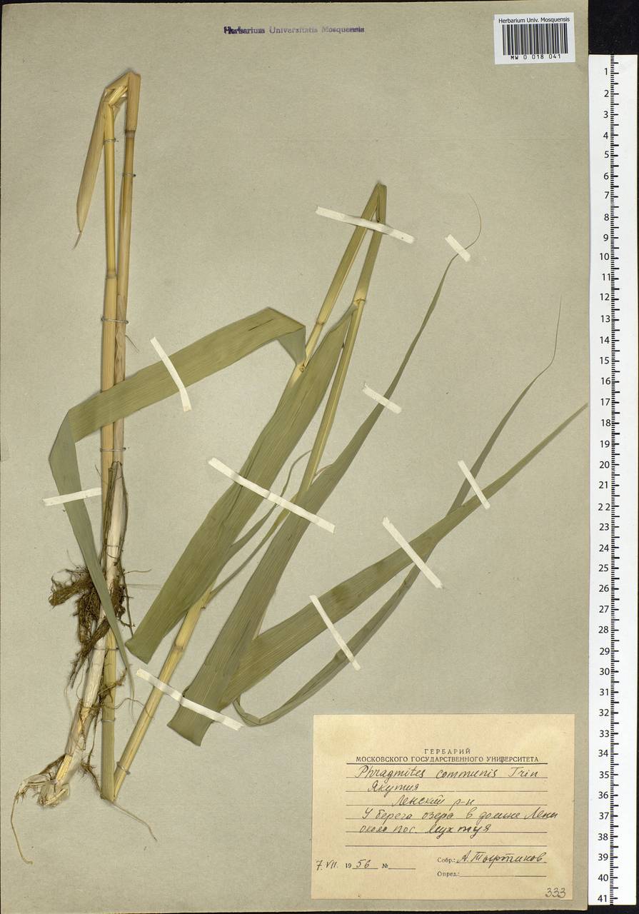 Тростник южный, Тростник обыкновенный (Cav.) Trin. ex Steud., Сибирь, Якутия (S5) (Россия)
