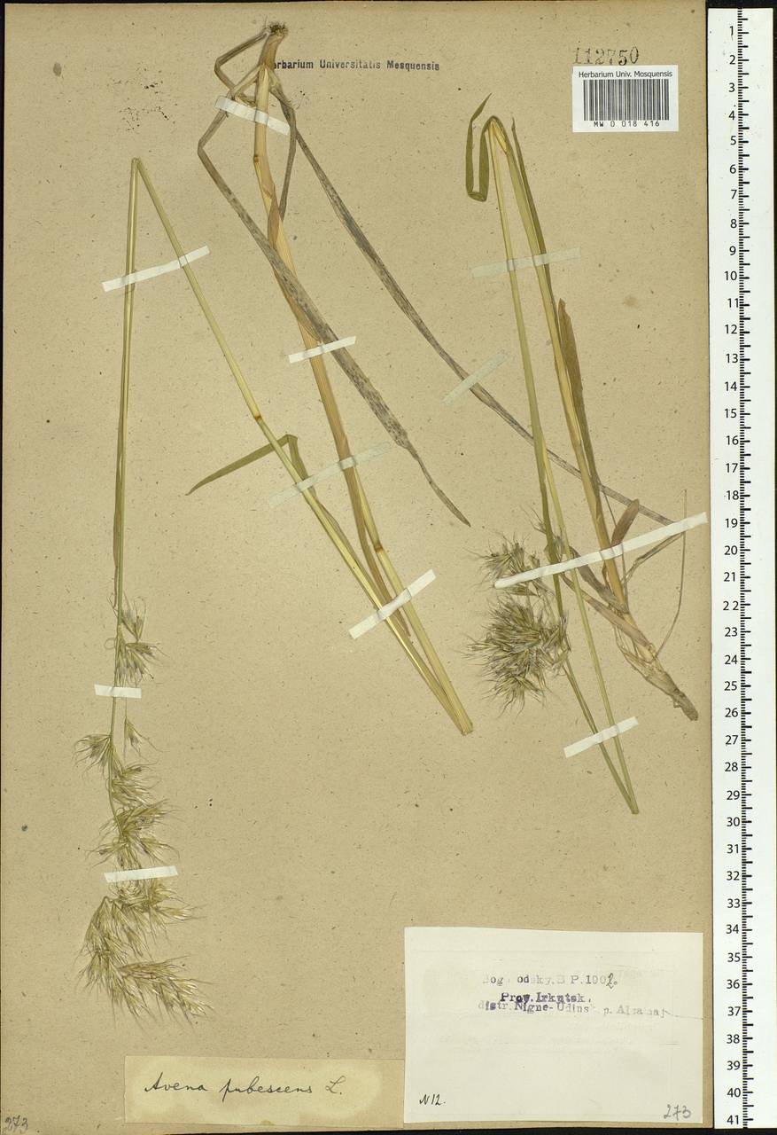 Avenula pubescens (Huds.) Dumort., Сибирь, Прибайкалье и Забайкалье (S4) (Россия)