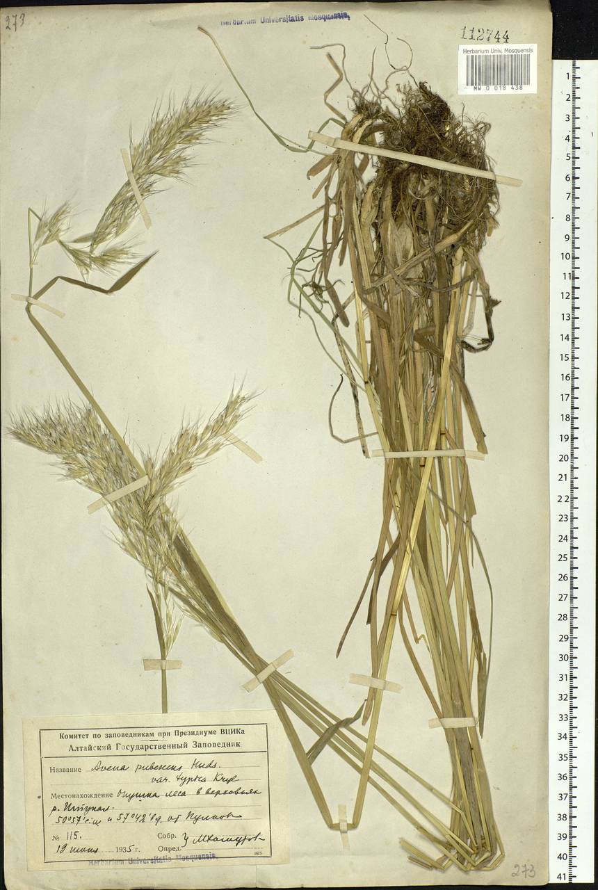 Avenula pubescens (Huds.) Dumort., Сибирь, Алтай и Саяны (S2) (Россия)