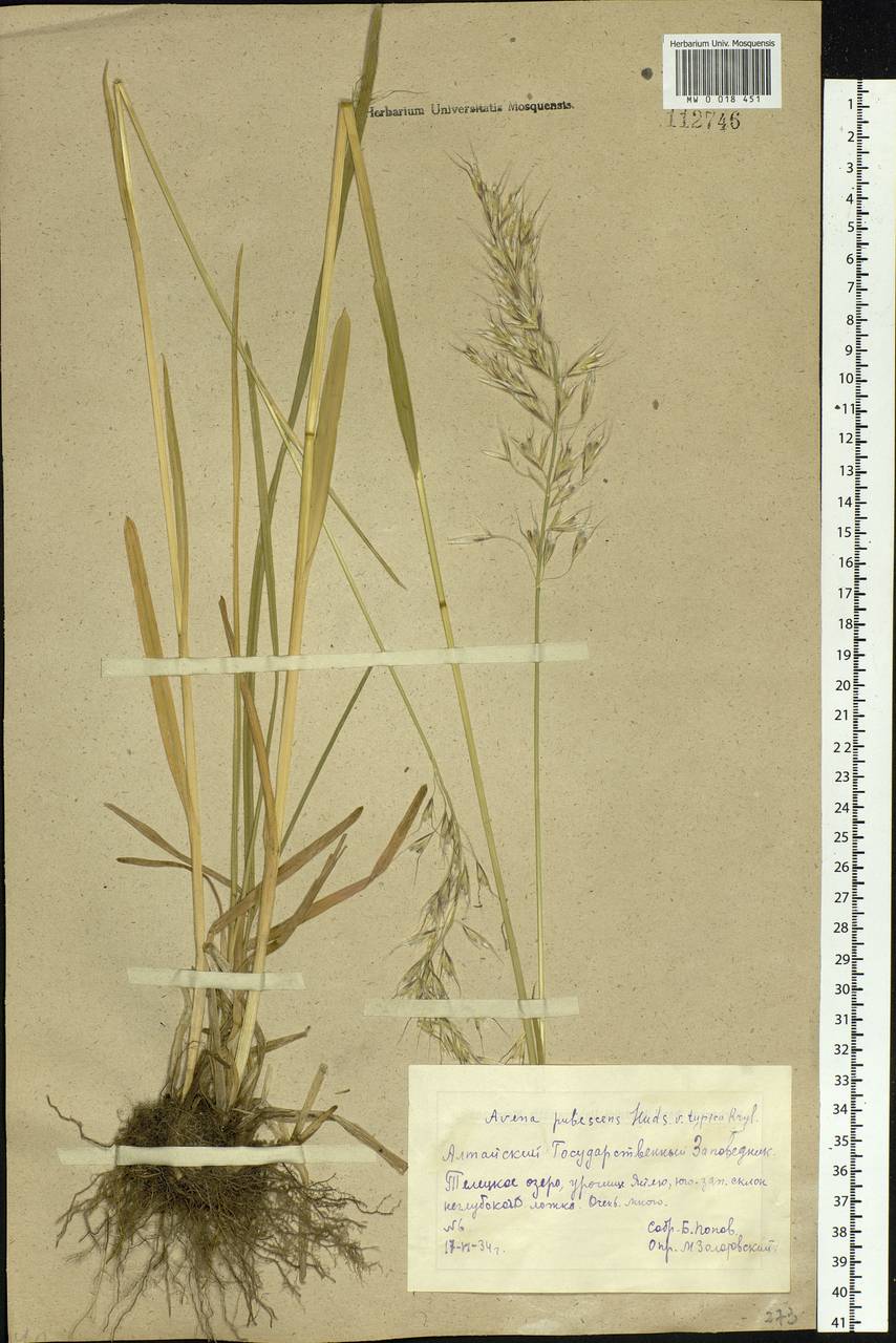 Avenula pubescens (Huds.) Dumort., Сибирь, Алтай и Саяны (S2) (Россия)