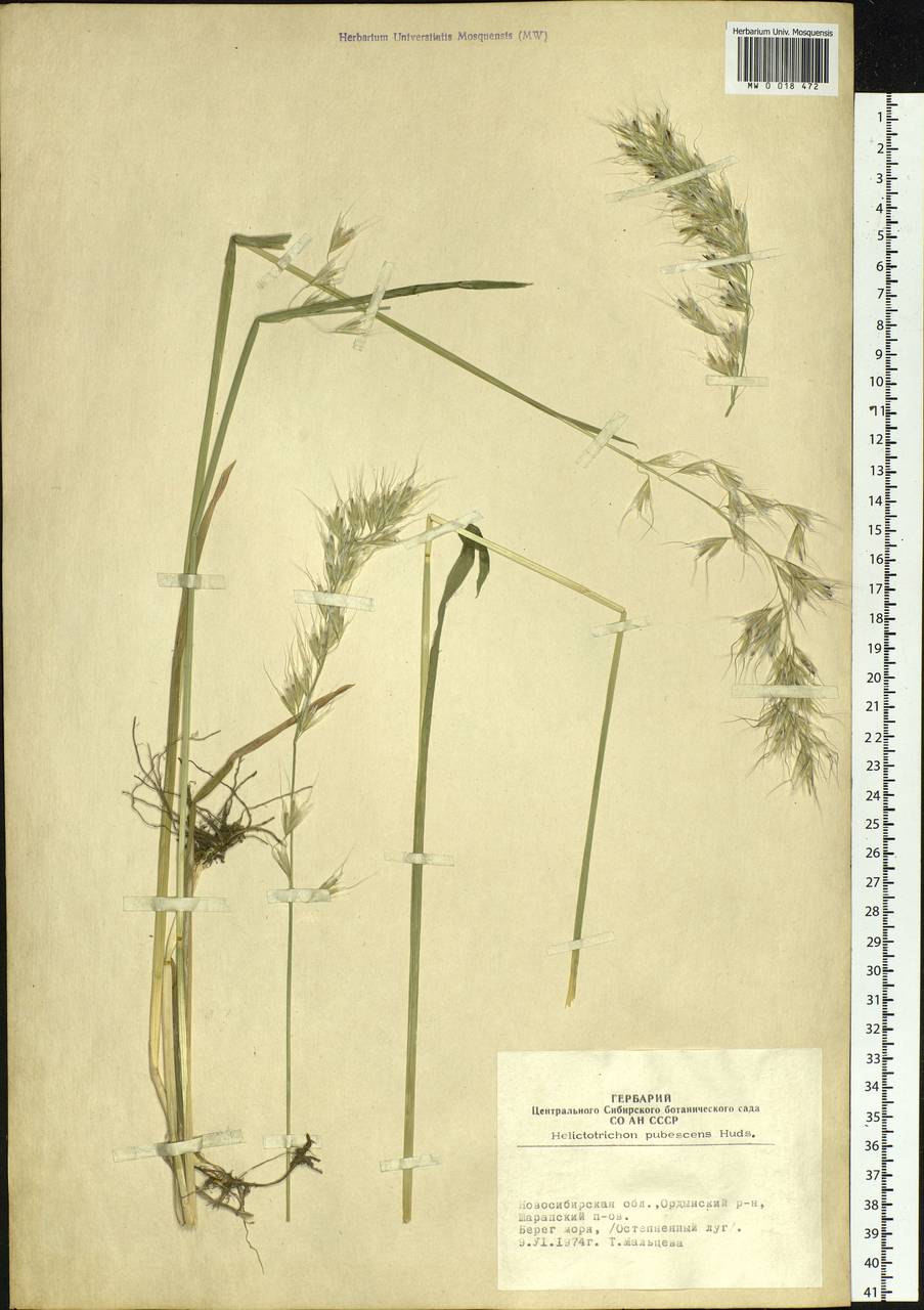 Avenula pubescens (Huds.) Dumort., Сибирь, Западная Сибирь (S1) (Россия)