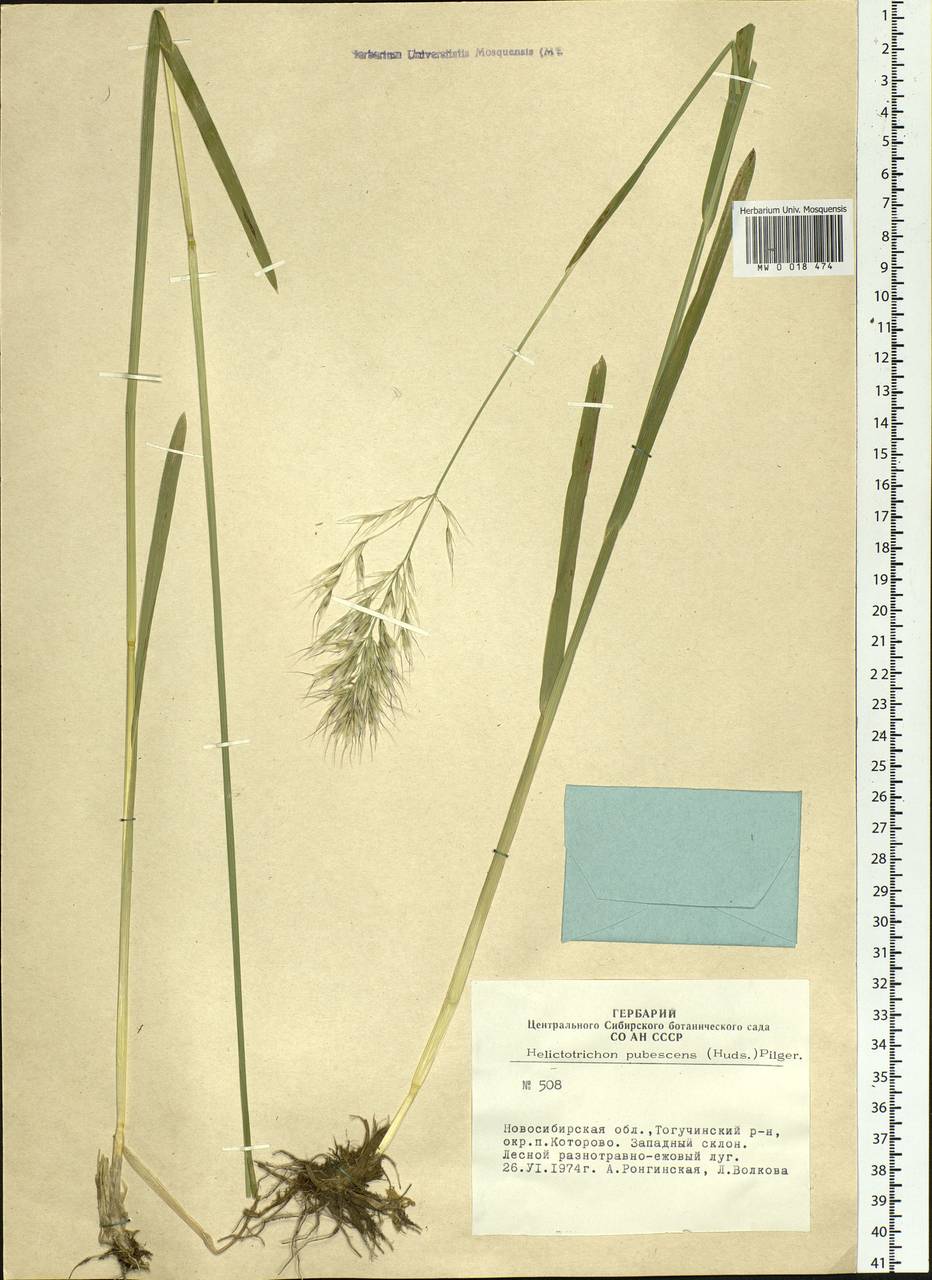 Avenula pubescens (Huds.) Dumort., Сибирь, Западная Сибирь (S1) (Россия)