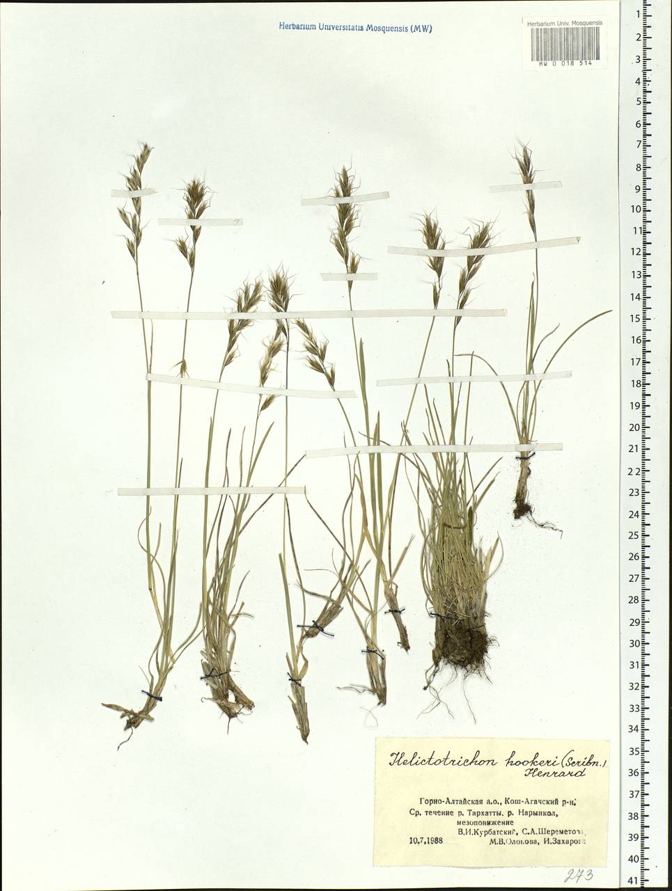 MW0018514, Helictotrichon hookeri (Овсец Гукера), specimen