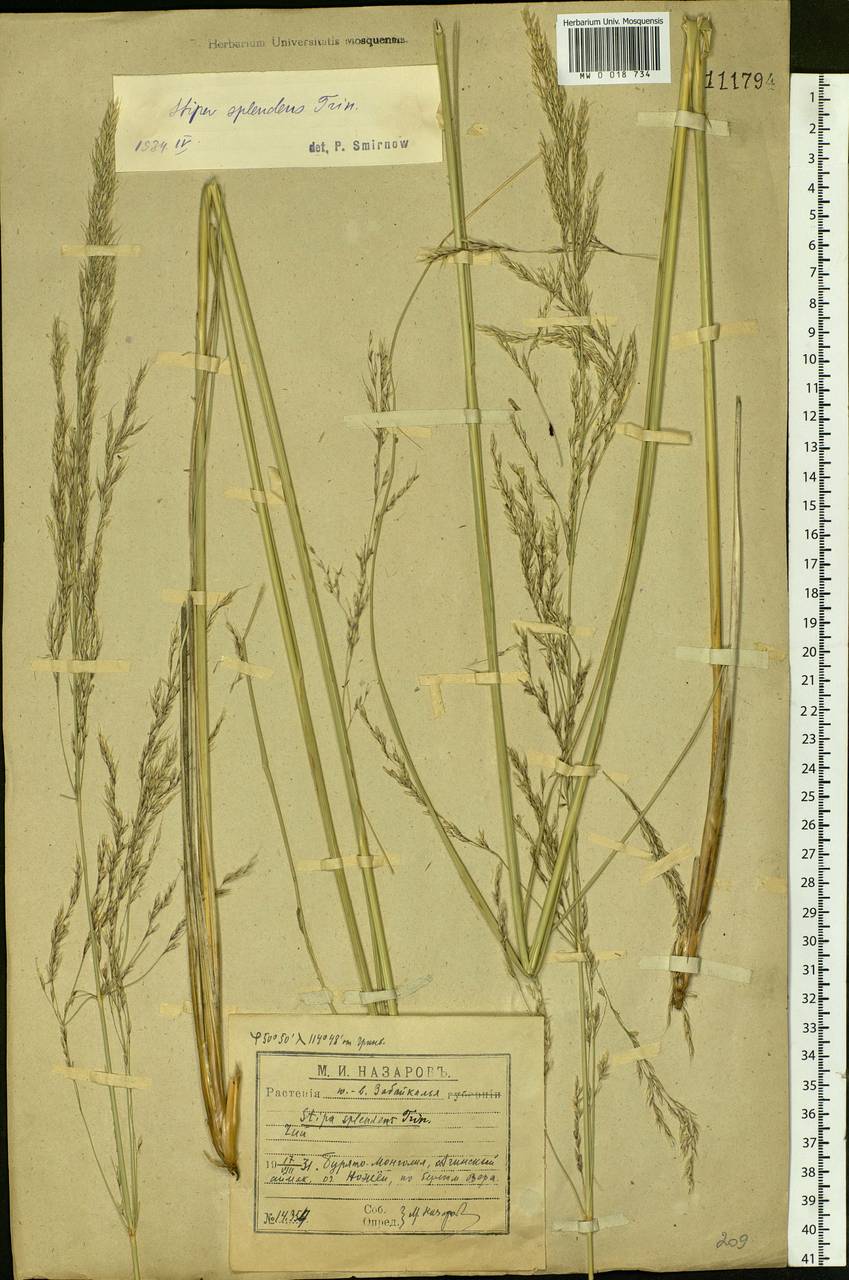 Neotrinia splendens (Trin.) M.Nobis, P.D.Gudkova & A.Nowak, Сибирь, Прибайкалье и Забайкалье (S4) (Россия)