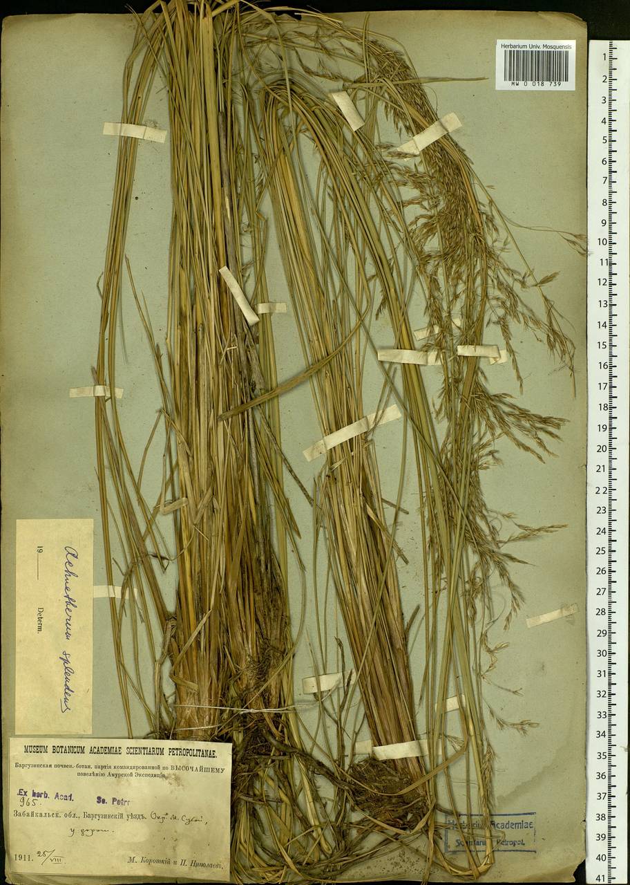 Neotrinia splendens (Trin.) M.Nobis, P.D.Gudkova & A.Nowak, Сибирь, Прибайкалье и Забайкалье (S4) (Россия)
