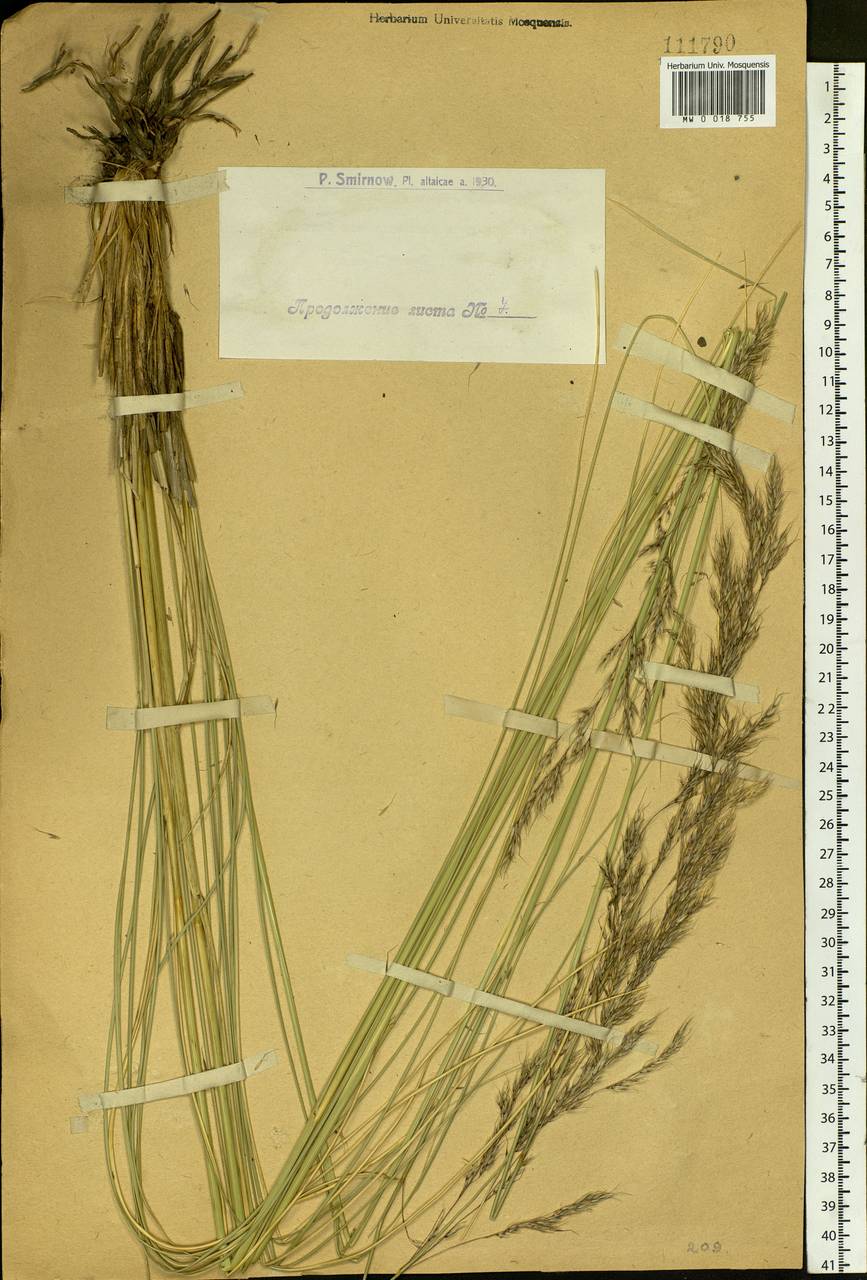 Neotrinia splendens (Trin.) M.Nobis, P.D.Gudkova & A.Nowak, Сибирь, Западный (Казахстанский) Алтай (S2a) (Казахстан)