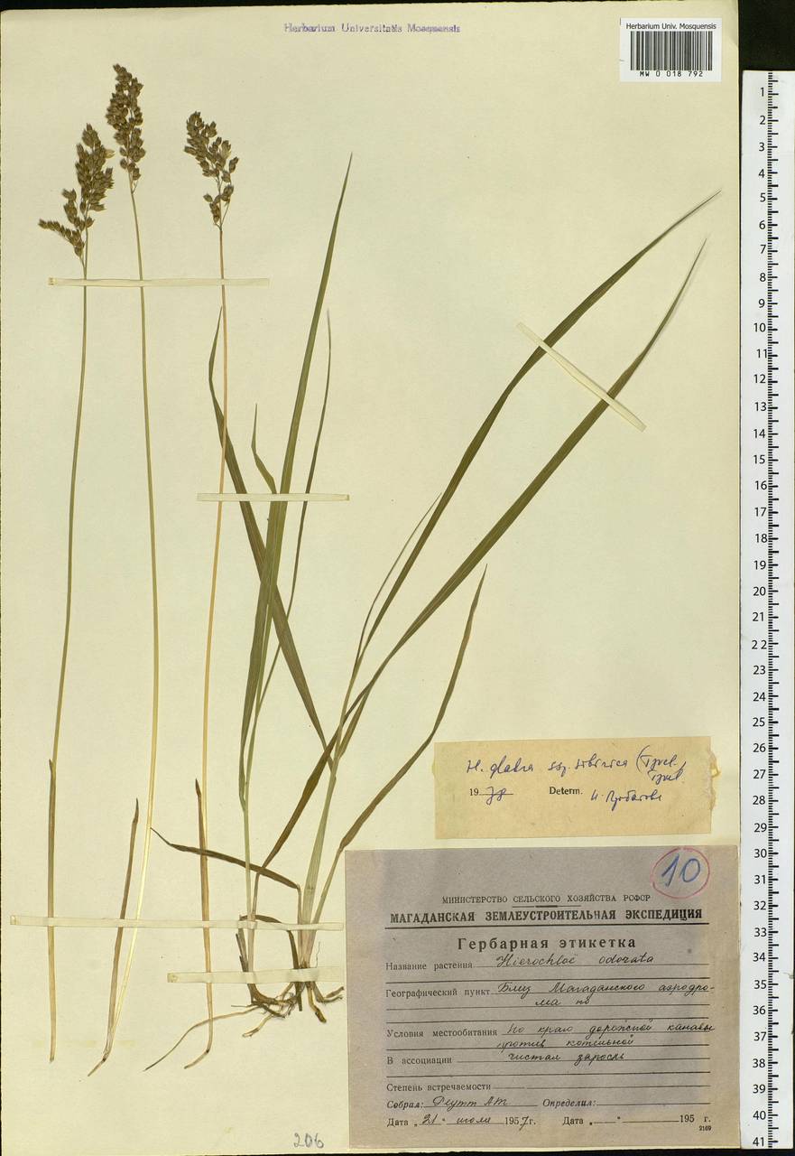 Anthoxanthum glabrum (Trin.) Veldkamp, Сибирь, Чукотка и Камчатка (S7) (Россия)