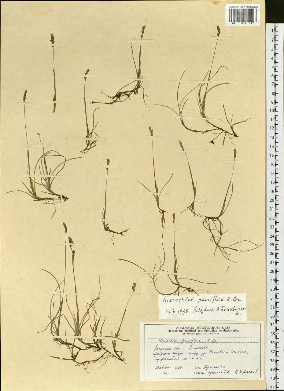 Anthoxanthum arcticum Veldkamp, Сибирь, Центральная Сибирь (S3) (Россия)