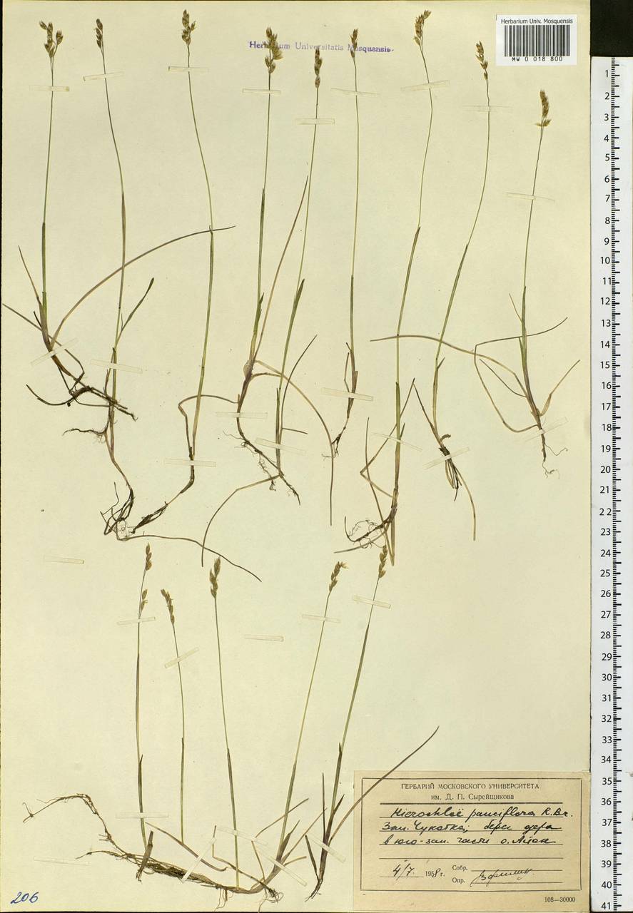 Anthoxanthum arcticum Veldkamp, Сибирь, Чукотка и Камчатка (S7) (Россия)