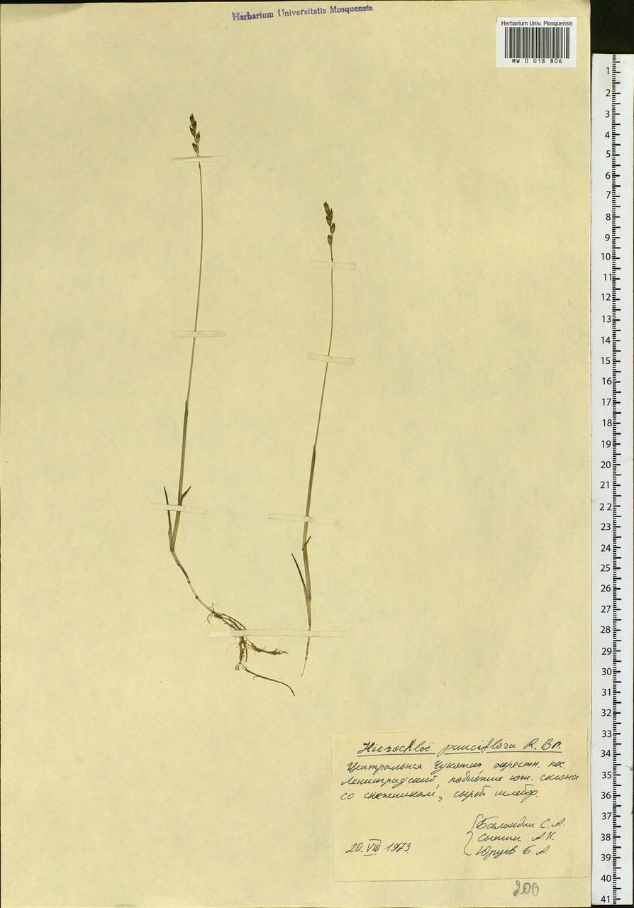 Anthoxanthum arcticum Veldkamp, Сибирь, Чукотка и Камчатка (S7) (Россия)