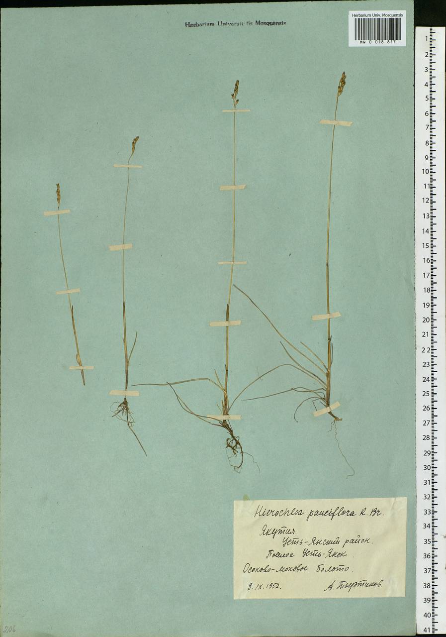 Anthoxanthum arcticum Veldkamp, Сибирь, Якутия (S5) (Россия)