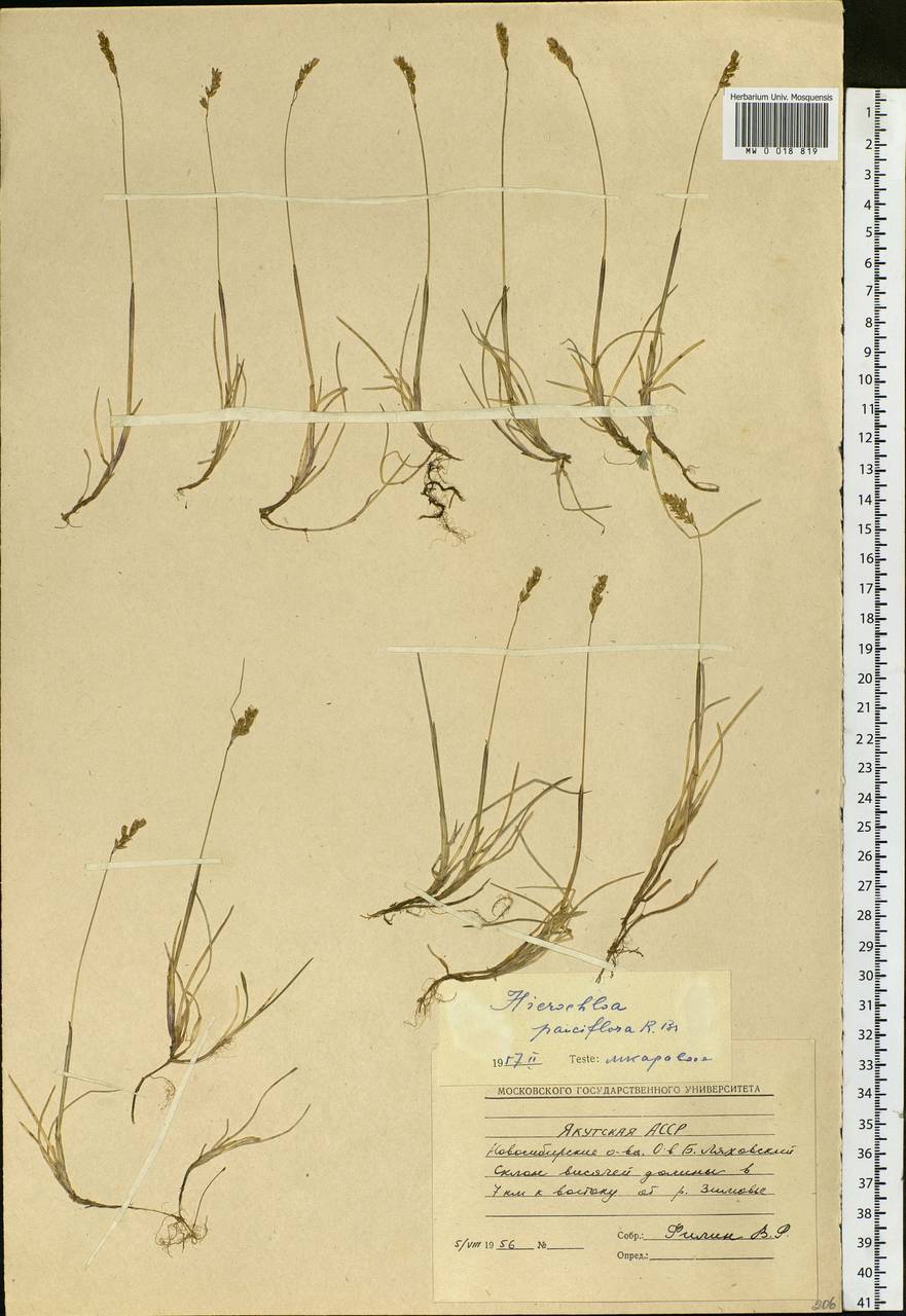 Anthoxanthum arcticum Veldkamp, Сибирь, Якутия (S5) (Россия)