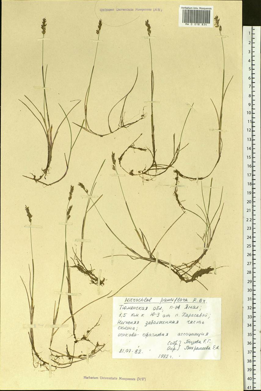 Anthoxanthum arcticum Veldkamp, Сибирь, Западная Сибирь (S1) (Россия)