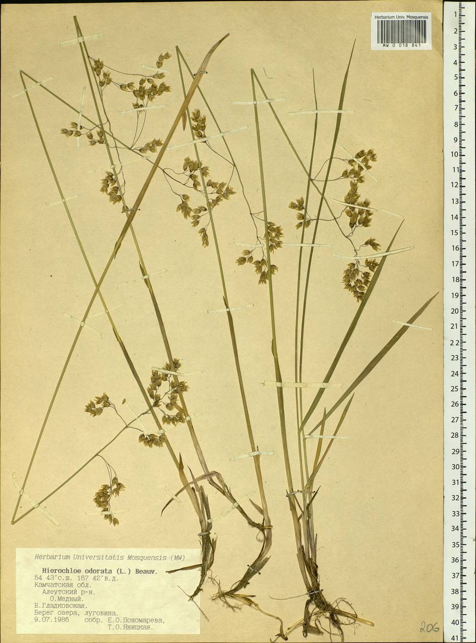 Anthoxanthum nitens (Weber) Y.Schouten & Veldkamp, Сибирь, Чукотка и Камчатка (S7) (Россия)
