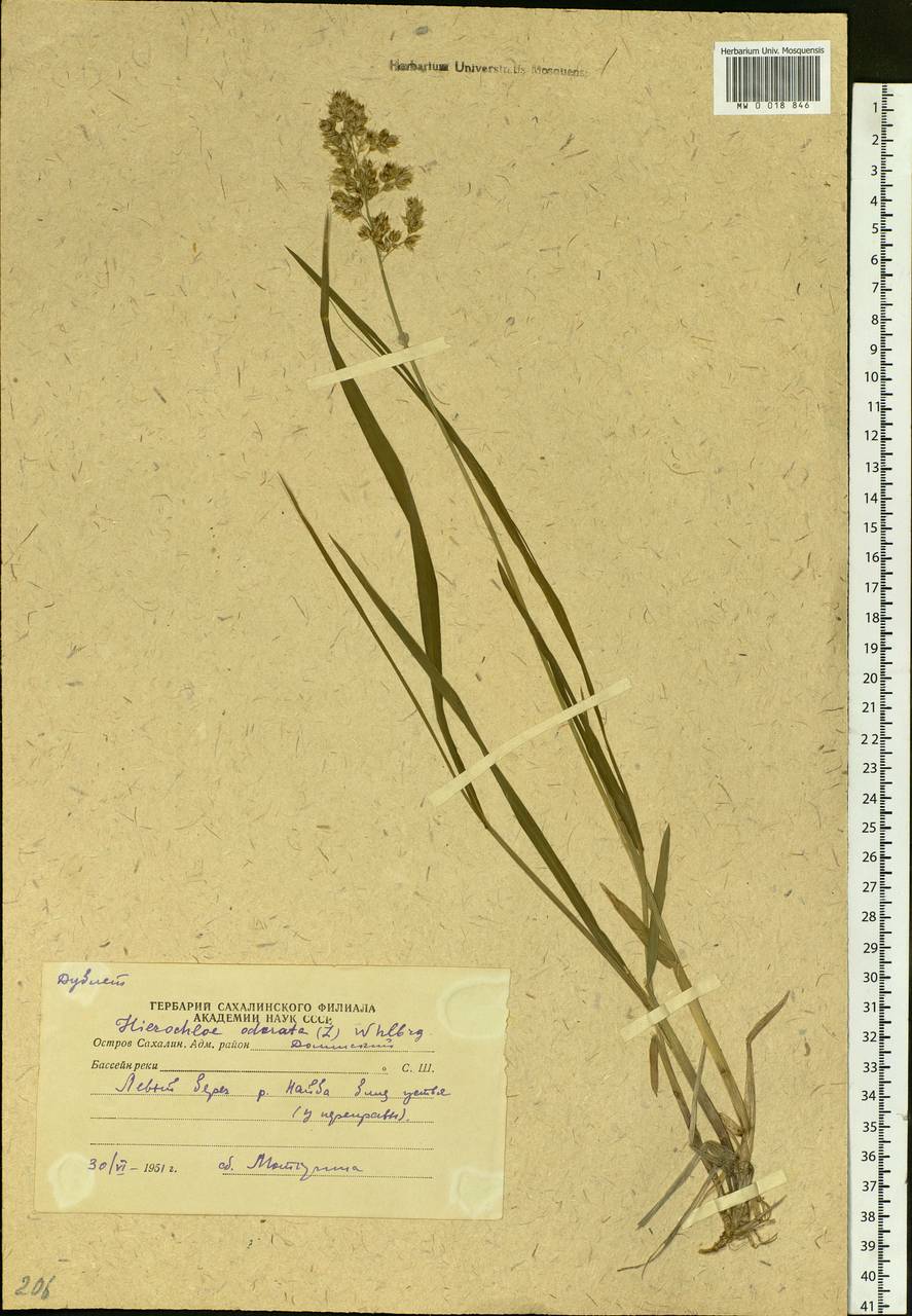 Anthoxanthum nitens (Weber) Y.Schouten & Veldkamp, Сибирь, Дальний Восток (S6) (Россия)