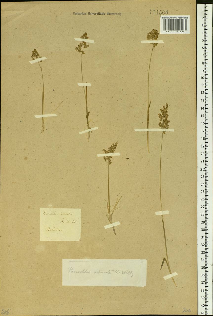 Anthoxanthum nitens (Weber) Y.Schouten & Veldkamp, Сибирь, Прибайкалье и Забайкалье (S4) (Россия)