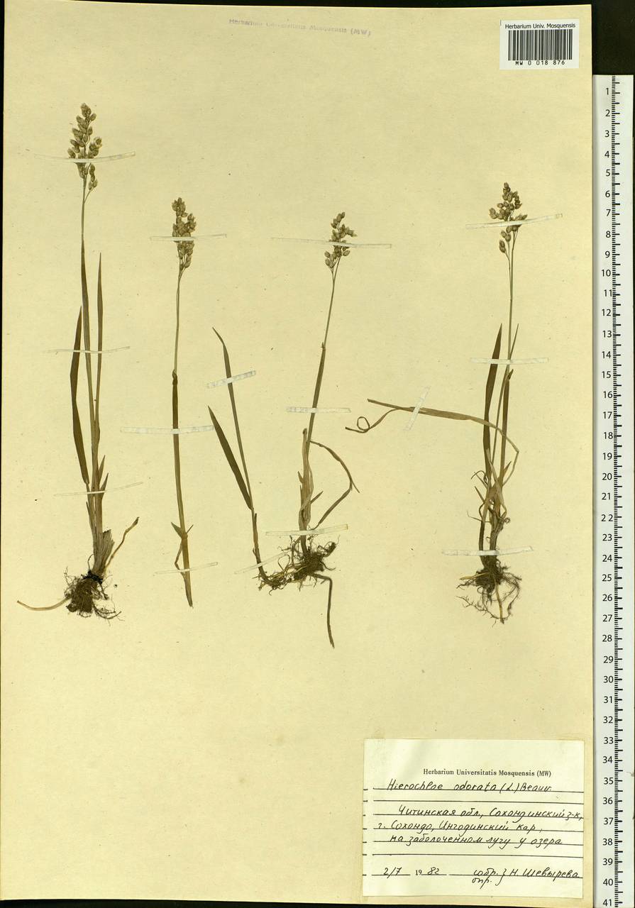Anthoxanthum nitens (Weber) Y.Schouten & Veldkamp, Сибирь, Прибайкалье и Забайкалье (S4) (Россия)