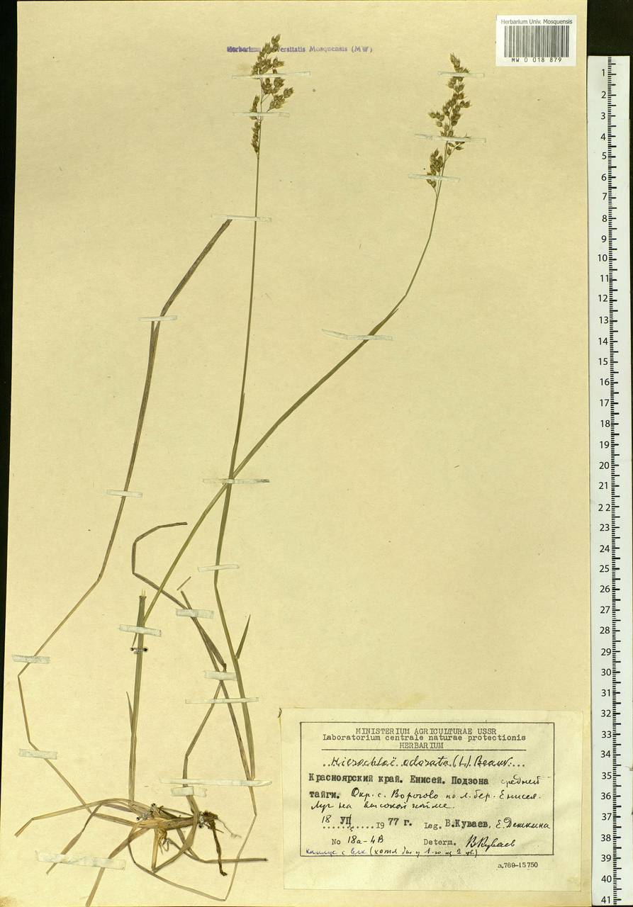 Anthoxanthum nitens (Weber) Y.Schouten & Veldkamp, Сибирь, Центральная Сибирь (S3) (Россия)