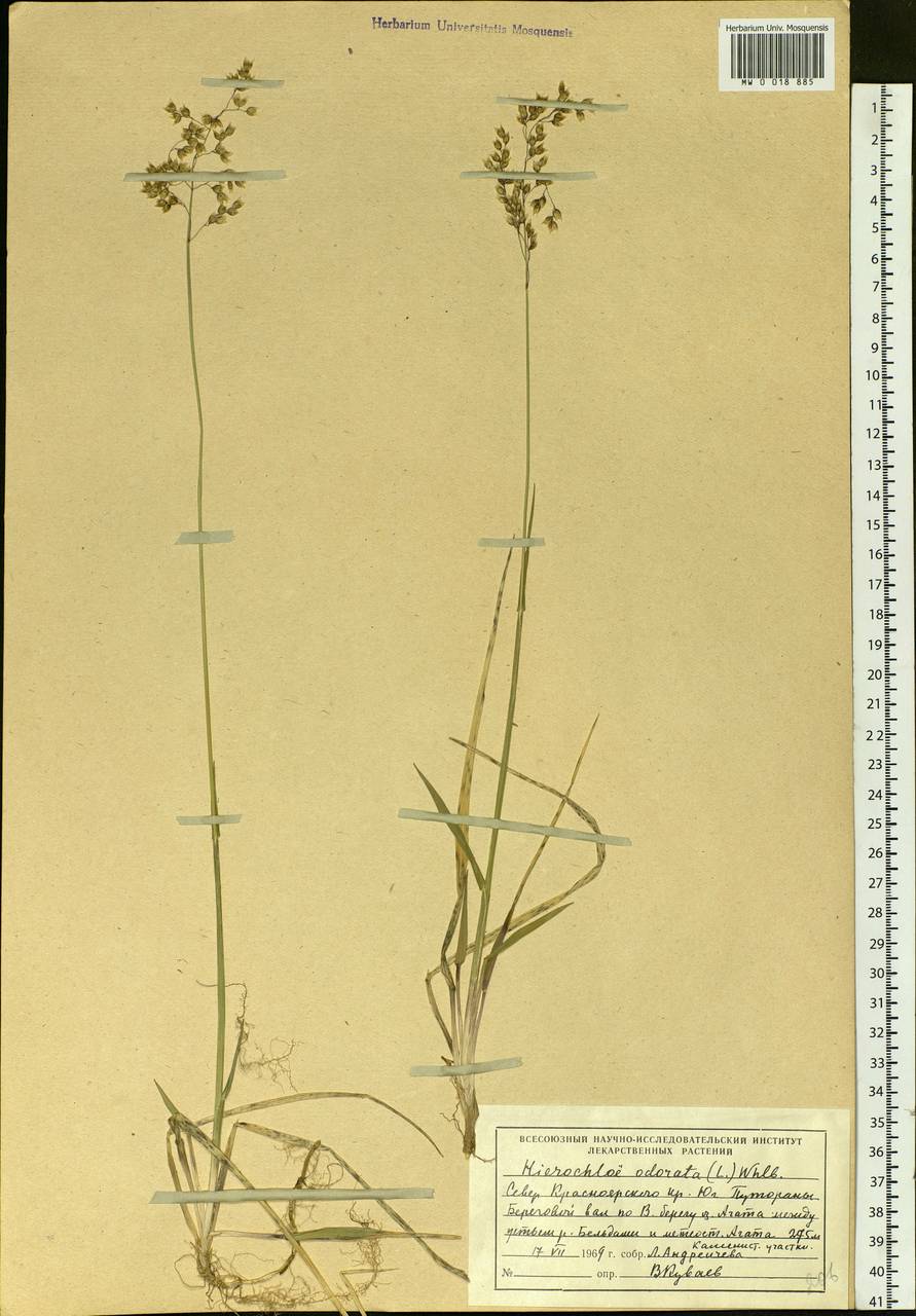 Anthoxanthum nitens (Weber) Y.Schouten & Veldkamp, Сибирь, Центральная Сибирь (S3) (Россия)