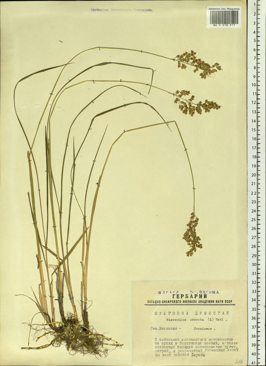 Anthoxanthum nitens (Weber) Y.Schouten & Veldkamp, Сибирь, Западная Сибирь (S1) (Россия)