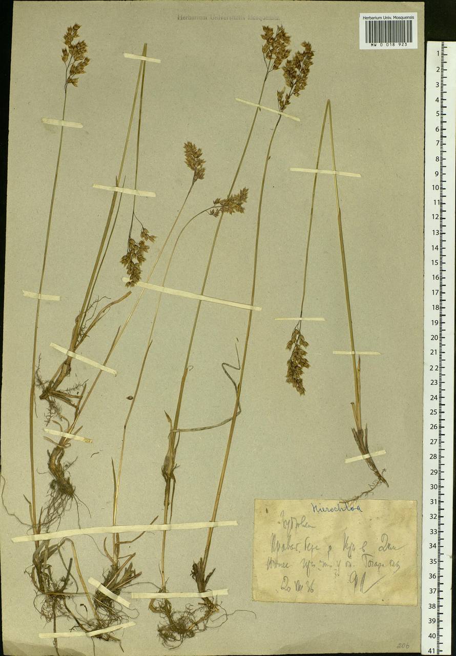 Anthoxanthum nitens (Weber) Y.Schouten & Veldkamp, Сибирь, Западная Сибирь (S1) (Россия)