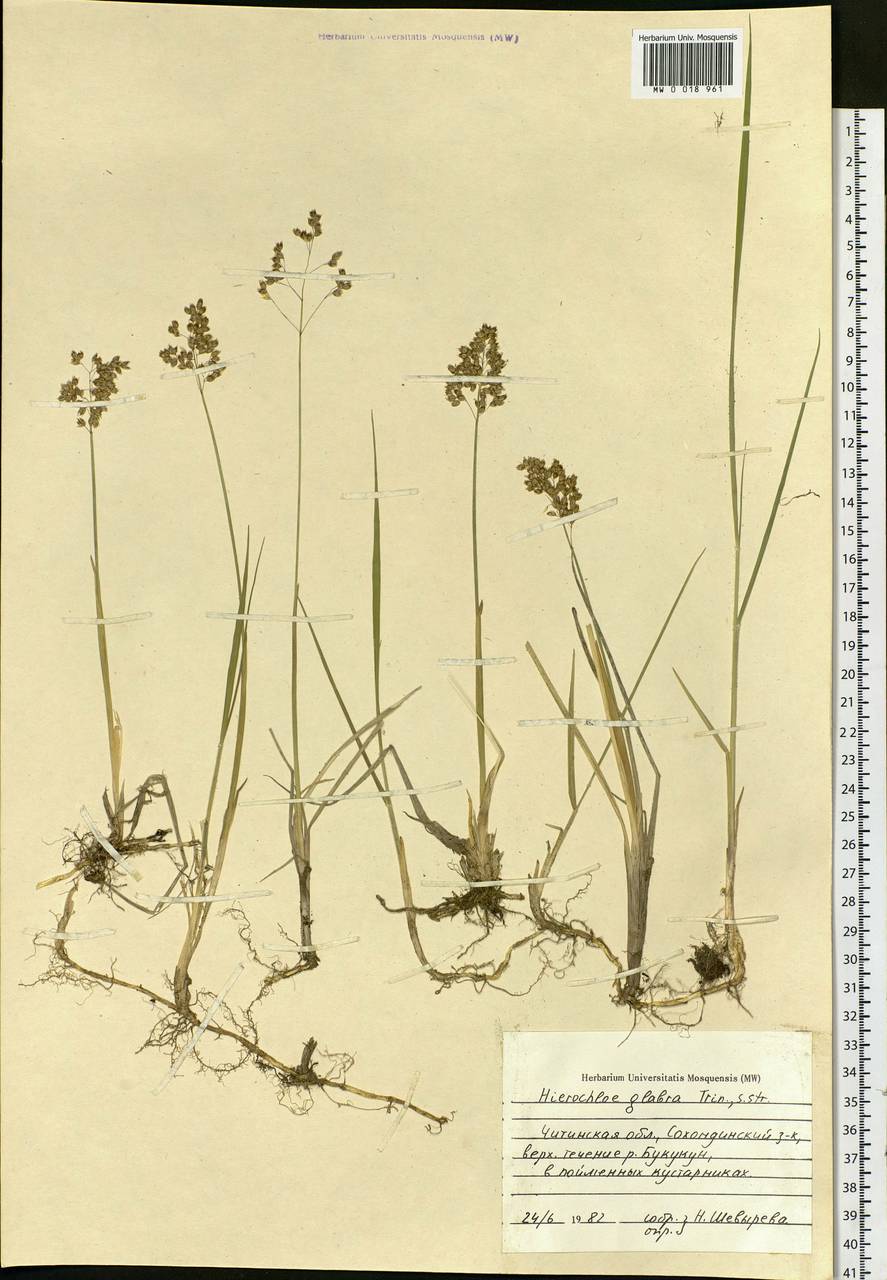 Anthoxanthum glabrum (Trin.) Veldkamp, Сибирь, Прибайкалье и Забайкалье (S4) (Россия)