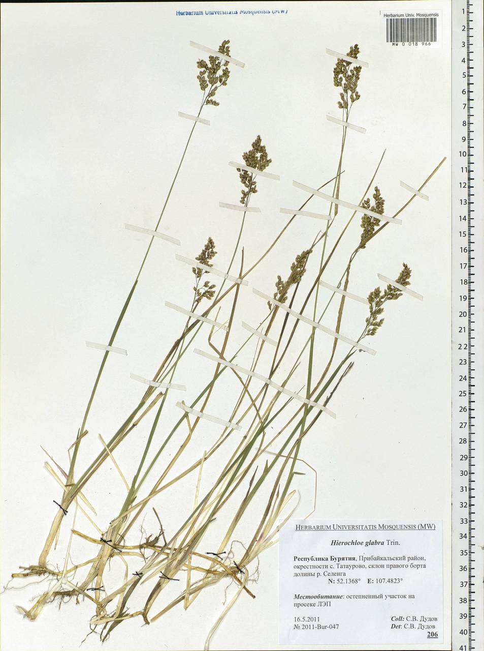 Anthoxanthum glabrum (Trin.) Veldkamp, Сибирь, Прибайкалье и Забайкалье (S4) (Россия)