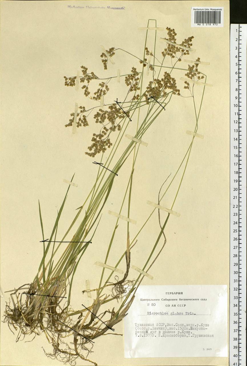 Anthoxanthum glabrum (Trin.) Veldkamp, Сибирь, Алтай и Саяны (S2) (Россия)