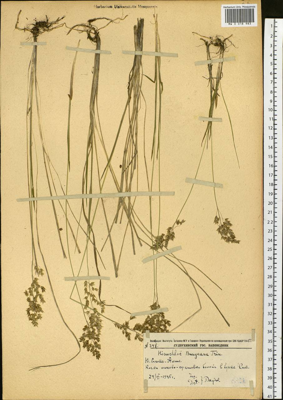 Anthoxanthum glabrum (Trin.) Veldkamp, Сибирь, Дальний Восток (S6) (Россия)