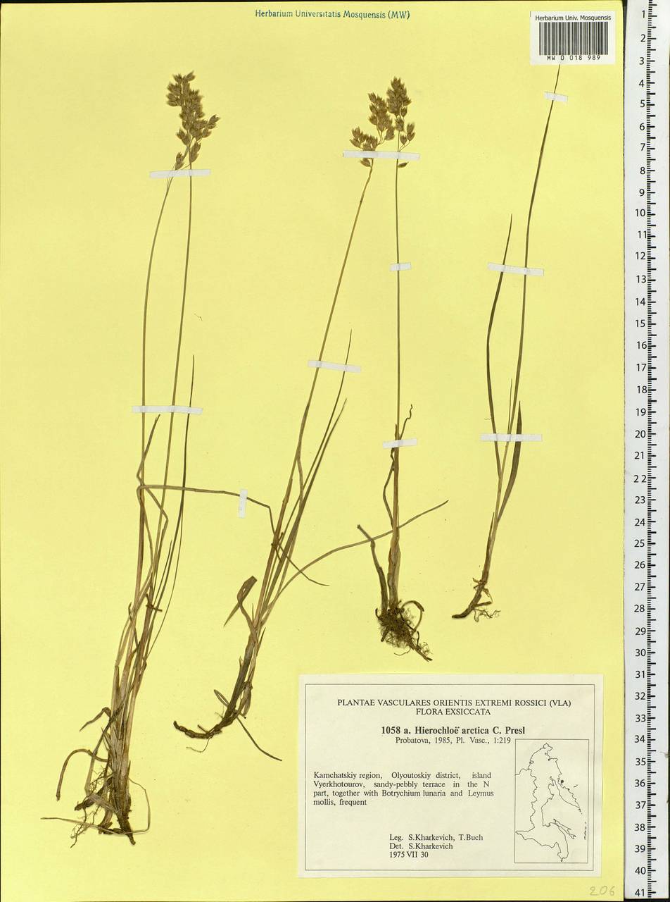 Anthoxanthum nitens (Weber) Y.Schouten & Veldkamp, Сибирь, Чукотка и Камчатка (S7) (Россия)